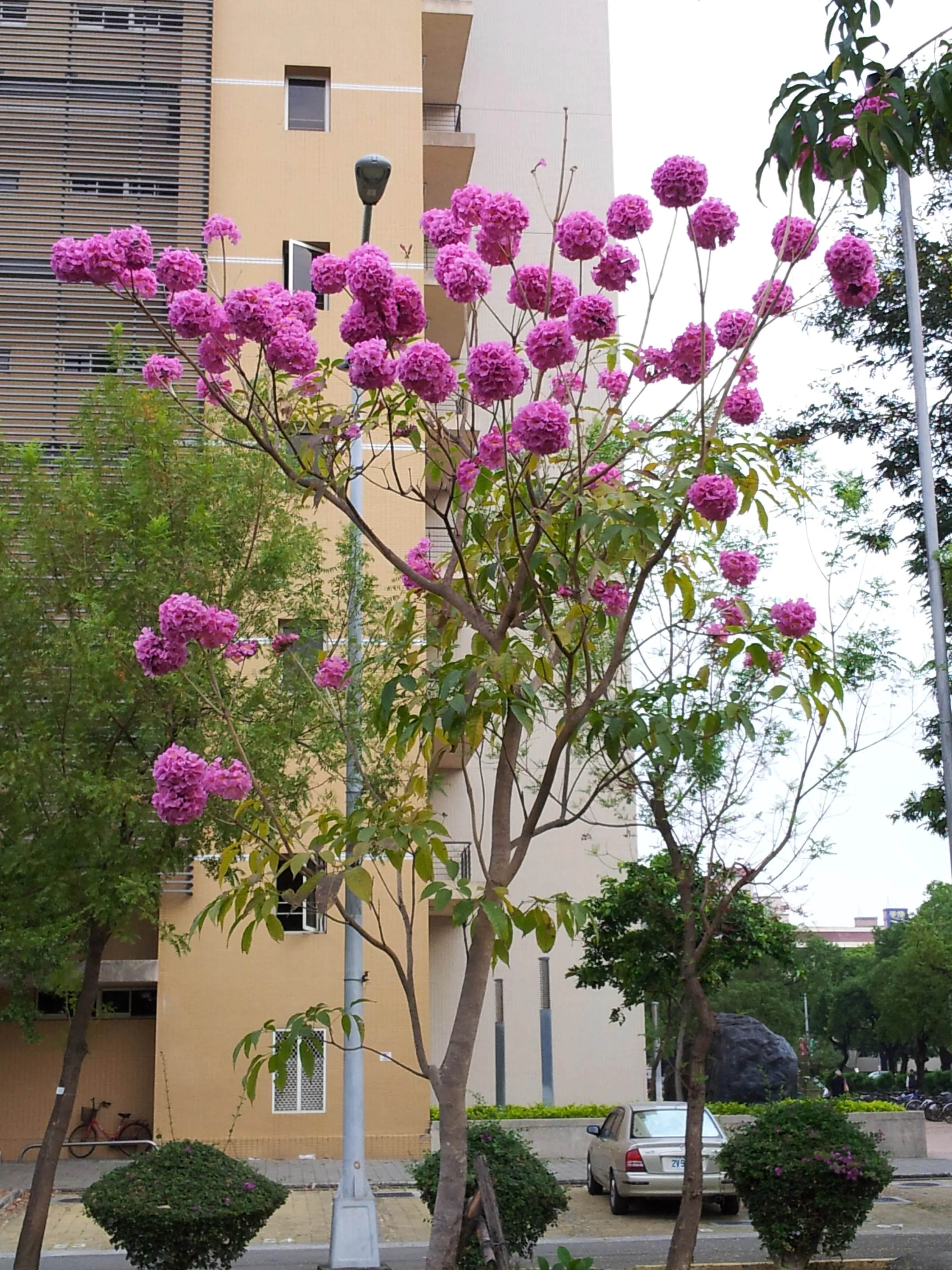 桃紅色花球，如繡球高掛樹上